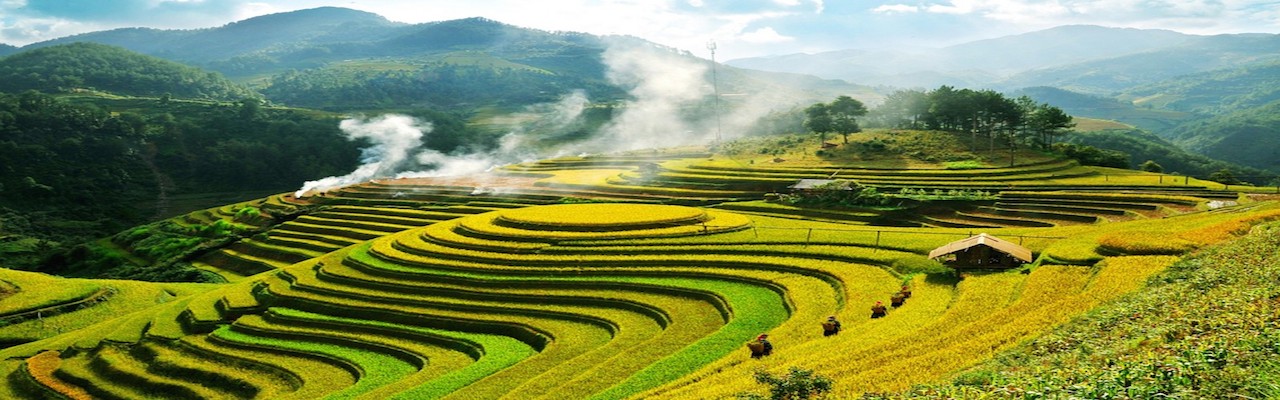 Vietnam Terrace Field